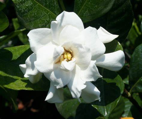 Cape Jasmine (Gardenia jasminoides)